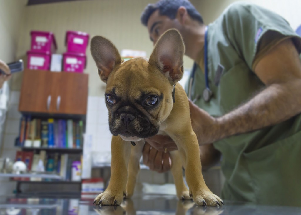 Centro Veterinario Tabancura