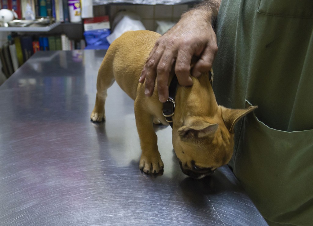 Centro Veterinario Tabancura