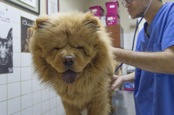 Centro Veterinario Tabancura